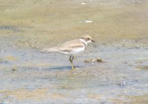 juv. Little-ringed Plover.jpg