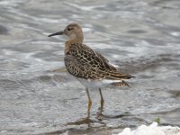 Ruff, Druridge Pools 1.jpg