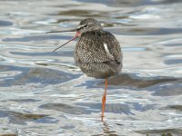 Spotted Redshank, Druridge Pools 2.jpg