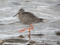 Spotted Redshank, Druridge Pools 6.jpg