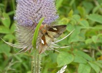 Gold Spangle Moth, Druridge Pools.jpg