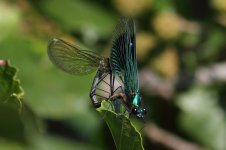 Banded-Demoiselle-(21)-copy.jpg