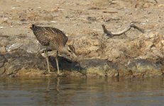 whimbrel drink P300 kw25x DSCN9761.jpg