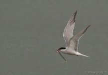 Tern, common - flying 2.jpg