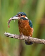 Kingfisher-Juv-With-Fish.jpg