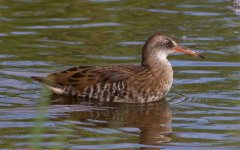 Juv-Water-Rail-2.jpg