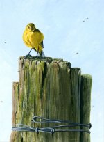 yellow-wag-and-mossies.jpg