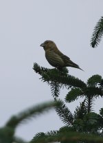 crossbill7.jpg