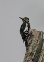 greaterspottedwoodpecker3.jpg