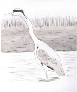 Heron.jpg