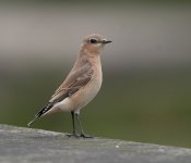 wheatear5.jpg