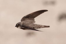 Sand-Martin-(5)-small-copy.jpg