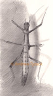 Stick_Insect.png
