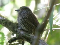 puffbird.jpg