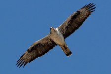 Bonelli's-Eagle2.jpg