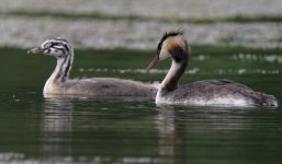 Great_Crested_Grebe_adult_and_chick_Podiceps_cristatus_3.jpg