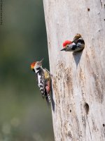 MSWoodpecker2800.jpg