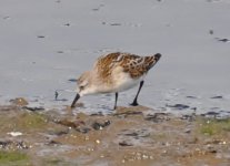 Susans Little Stint 101[1].JPG