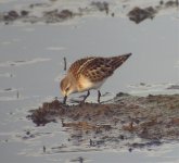 Little Stint SDC10367.jpg