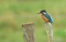 kingfisher.jpg