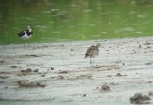 whimbrel 1.jpg