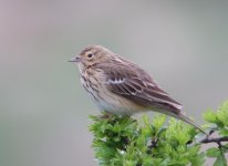 Tree Pipit DSCF2849.JPG