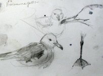 heermann's gulls_4602.jpg