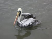 pelican.jpg