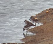 Three Wood Sand SDC19889.jpg