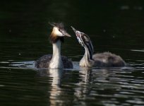 Great_Crested_Grebe_adult_and_chick_Podiceps_cristatus_2.jpg