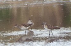 Three Wood Sand SDC19918.jpg