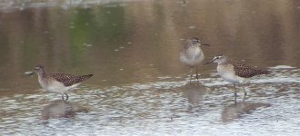 Wood Sand SDC19919.jpg