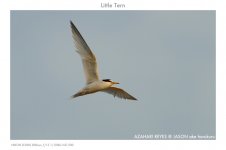 JAY_0924 Little Tern.jpg