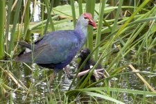 purple swamphen baby (Medium).jpg