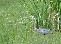 purple heron (Medium).jpg