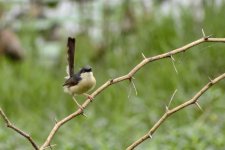 ashy prinia (Medium).jpg