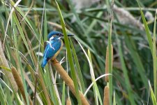 Common Kingfisher.jpg