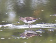 Wood Sand SDC19941.jpg