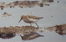 Dunlin SDC10010.jpg