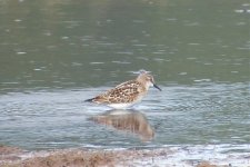 Little Stint SDC10064.jpg