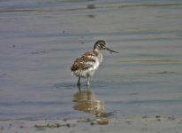 Avocet - juvenile (recurvirostra avosetta) 2 Skala Kaloni Saltpans Lesvos 190511LQ.jpg