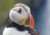 PuffinPortrait.jpg