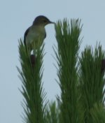 Garden Warbler.jpg