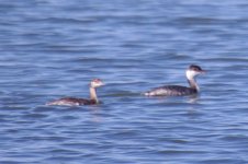 Grebes (small).jpg