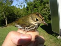 Ovenbird.jpg