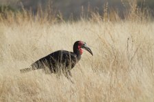 SouthernGroundHornbill.JPG