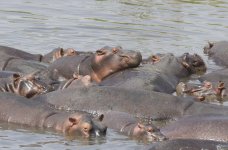 Hippos.JPG