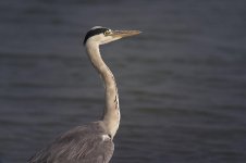 grey heron X100_S187093.jpg