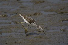 marsh sandpiper feed G12 DB0915132550.jpg