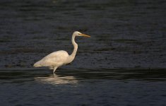 great egret X100_DSF6771.jpg